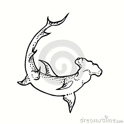 Great Hummerhead shark, bottom view. Ink black and white drawing. Vector Illustration